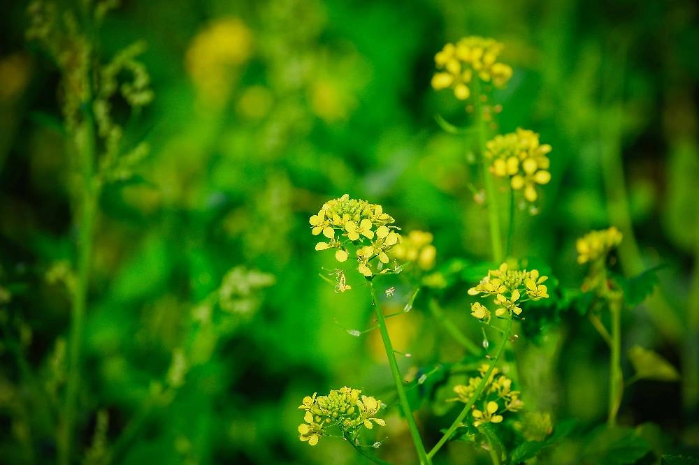 Цветение горчицы. Фото © ТАСС / Imago / Daniel Scharinger