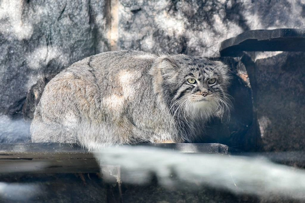 Интересные факты о манулах: от густого меха до интровертного характера. Фото © ТАСС / Валерия Калугина