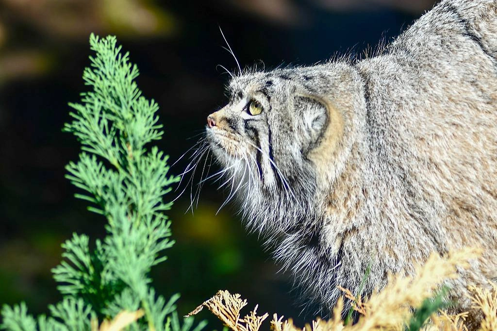 День манула 2026: что нужно знать о редком степном коте. Фото © ТАСС / Валерия Калугина