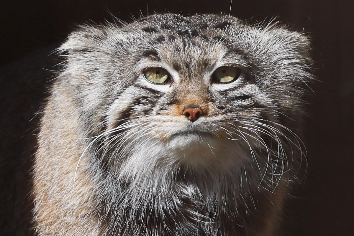 Манул Тимофей из Московского зоопарка: 7 фактов о самом пушистом коте. Фото © ТАСС / Вероника Зорина