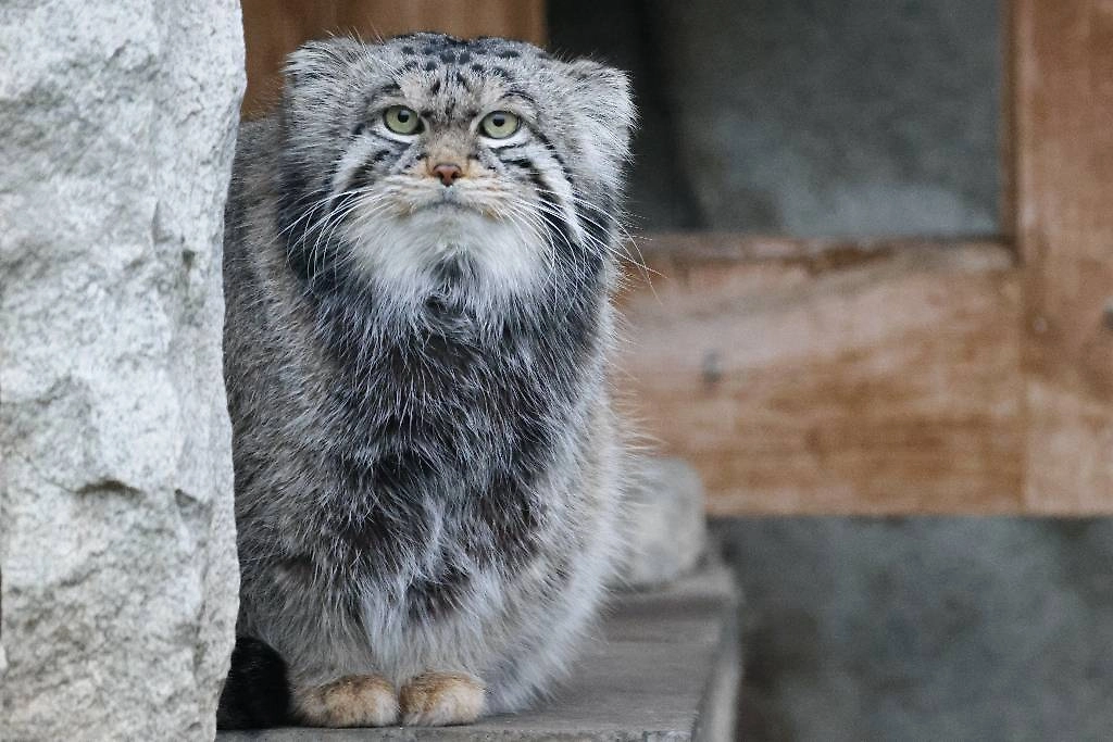 7 удивительных фактов о манулах, которые вас поразят. Фото © ТАСС / Владимир Гердо