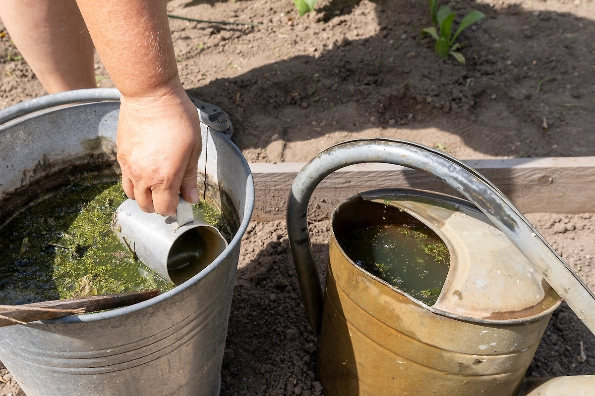 Ошибка, стоящая урожая: 6 компонентов в лунке для огурцов, которые страшнее свежего навоза и хлора. Фото © Shutterstock / FOTODOM / Gabor Tin