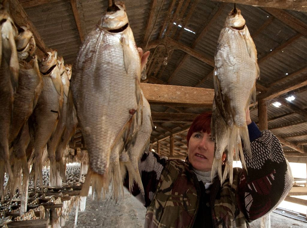 Запрет на вылов воблы до 2026 года: что происходит с популяцией. Фото © ТАСС / Дмитрий Рогулин