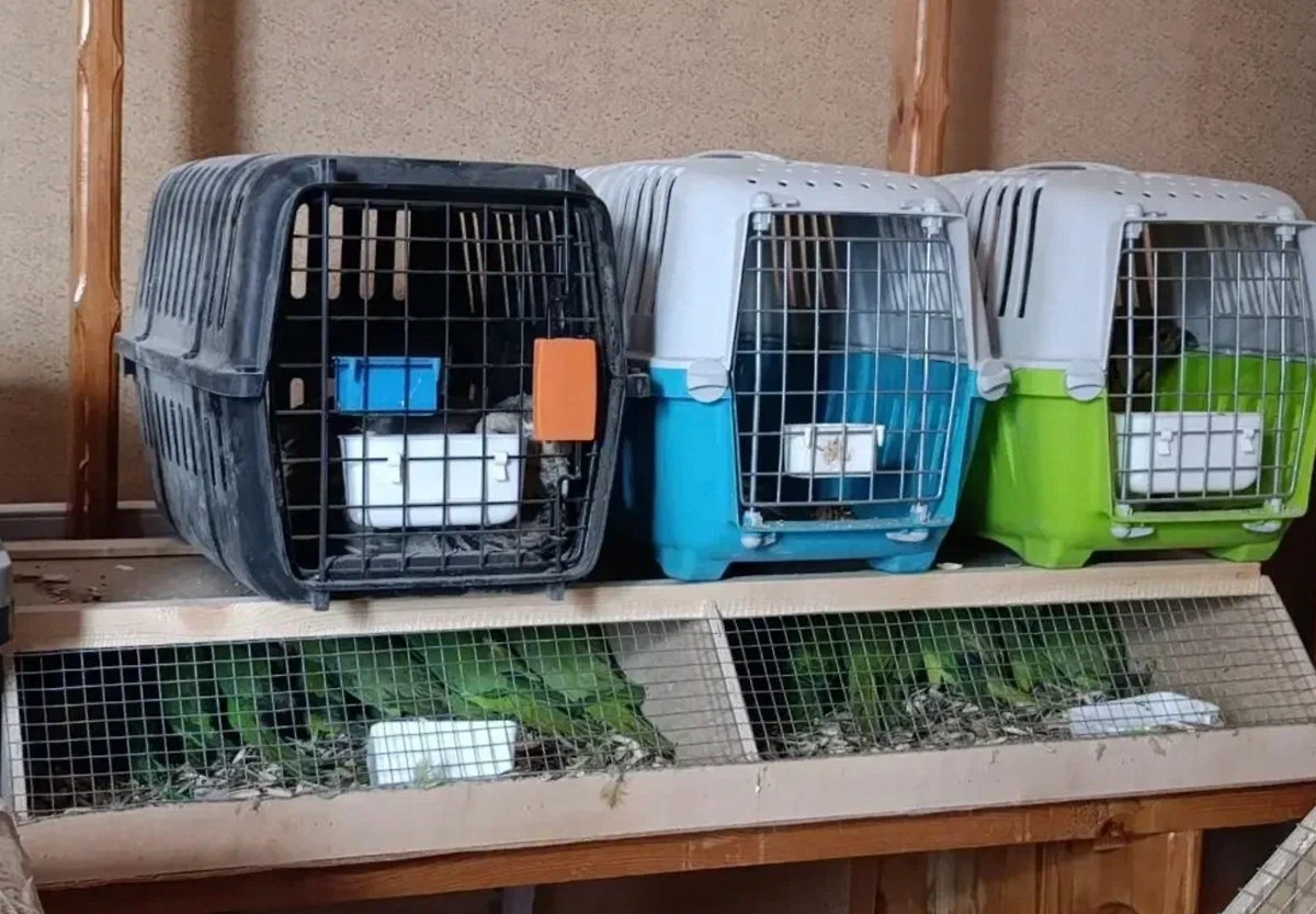 Незаконная партия птиц была ввезена в РФ. Фото © ФТС России