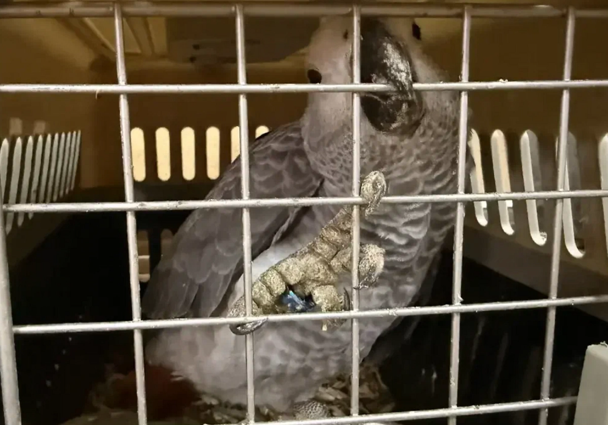 Незаконная партия птиц была ввезена в РФ. Фото © ФТС России