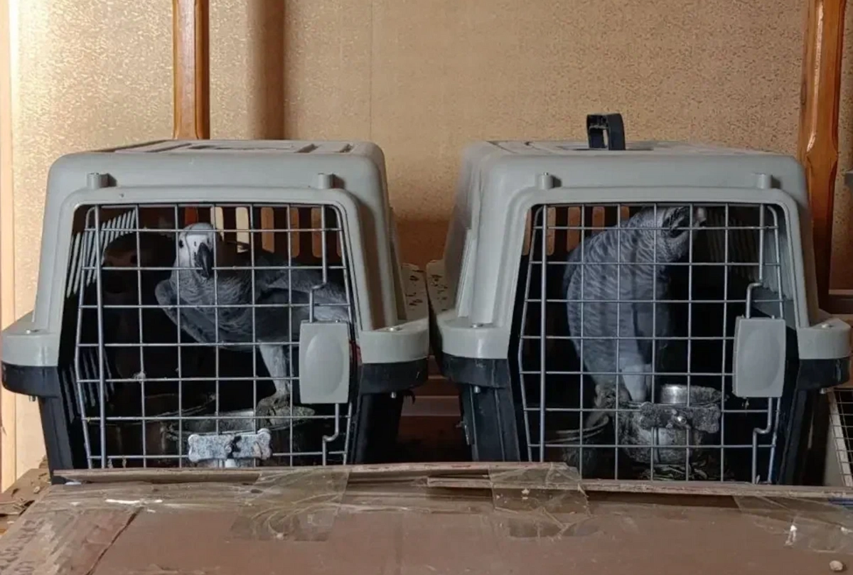 Незаконная партия птиц была ввезена в РФ. Фото © ФТС России