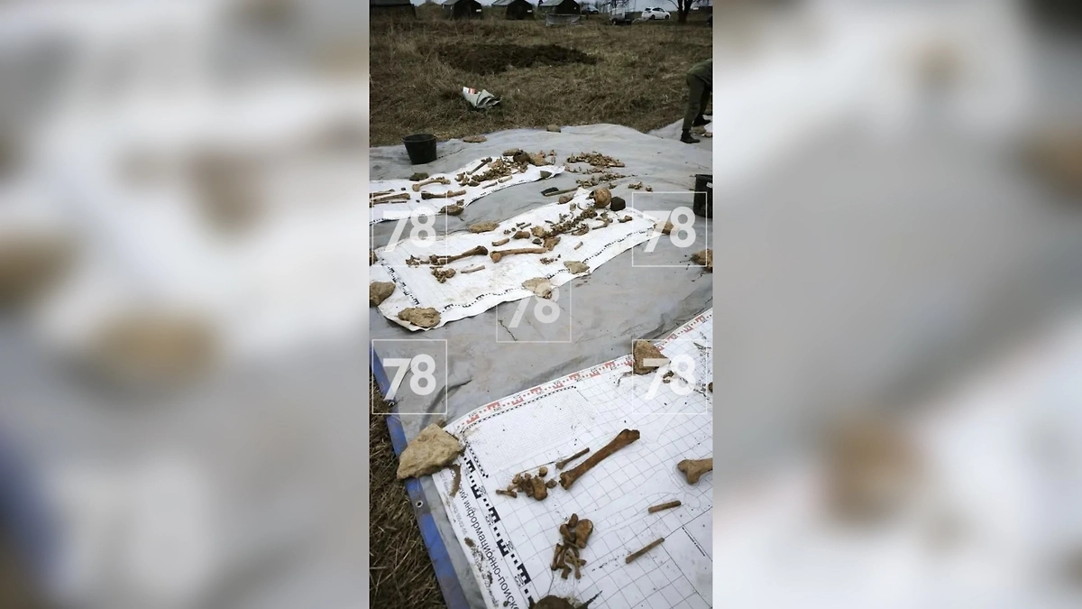 В Ленобласти обнаружили захоронение советских военнопленных в районе Котельского. Фото © Telegram / 78 | НОВОСТИ