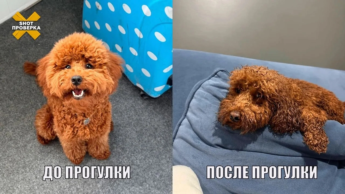 В Ростовской области пудель едва не погиб от удара током от фонаря. © Telegram / SHOT ПРОВЕРКА