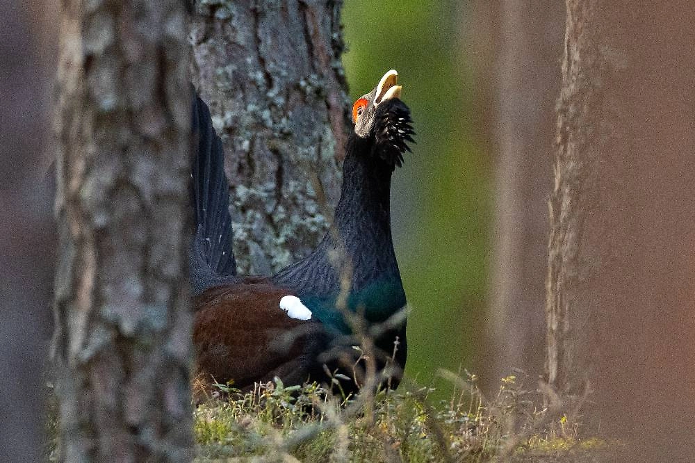 Обложка © ТАСС / Василий Федосенко