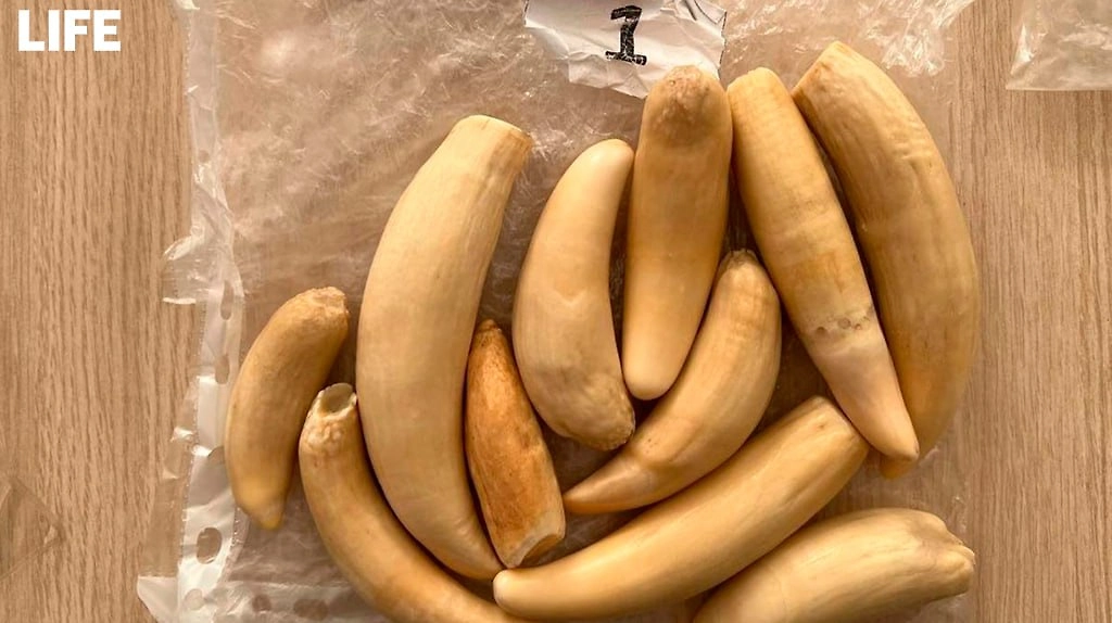 Фото © ФТС/ Life.ru