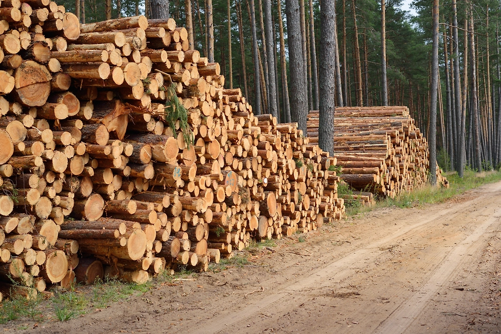 Обложка © Shutterstock / FOTODOM / Alex Stemmer