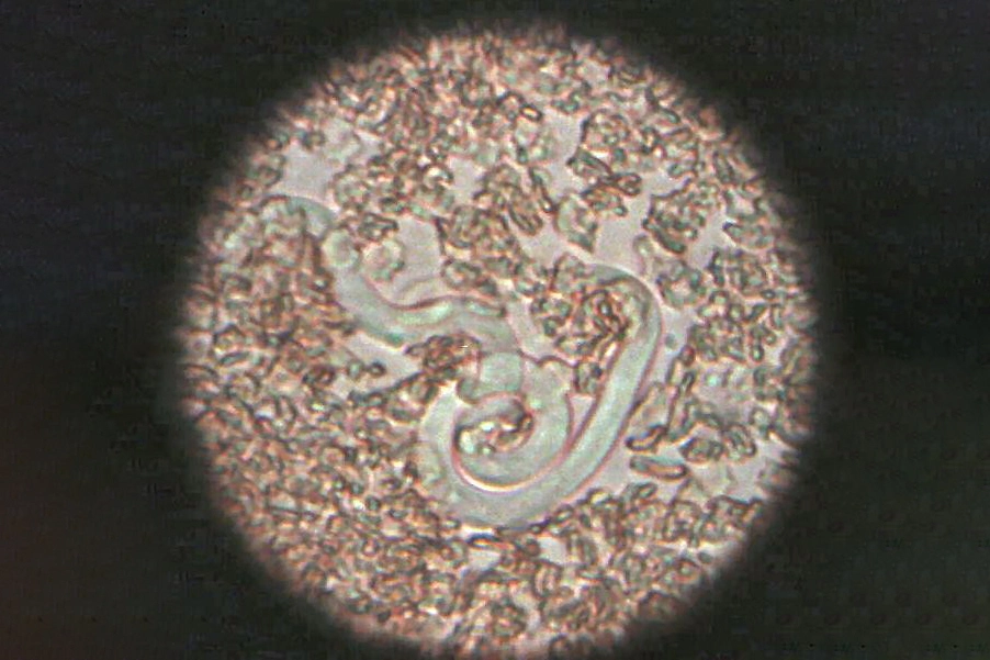 Дирофиляриоз: как передаётся и почему появился в Москве в 2026 году? Фото © Wikipedia