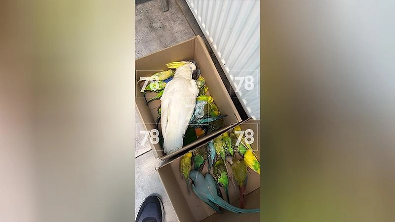 В частном зоопарке Ленобласти отравили 73 попугая. Фото © 78.ru
