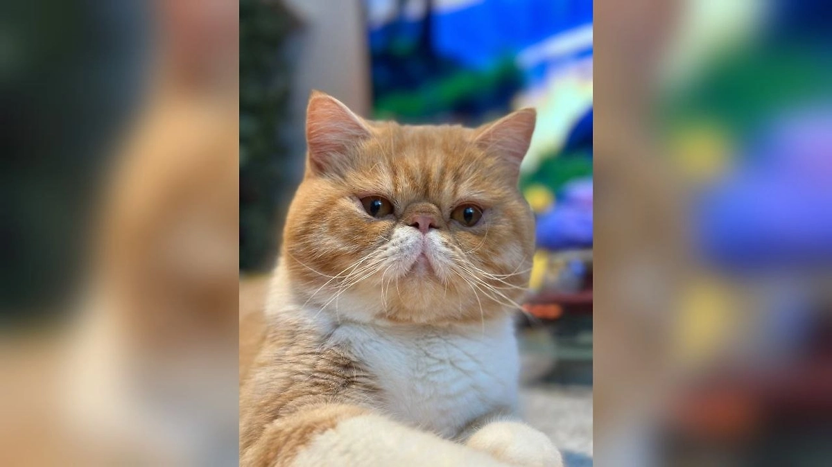 Сбываются ли пророчества кота Харитона? Правда ли, что Китай развяжет войну с Тайванем? Фото © Instagram (признан экстремистской организацией и запрещён на территории Российской Федерации) / hariton.cat