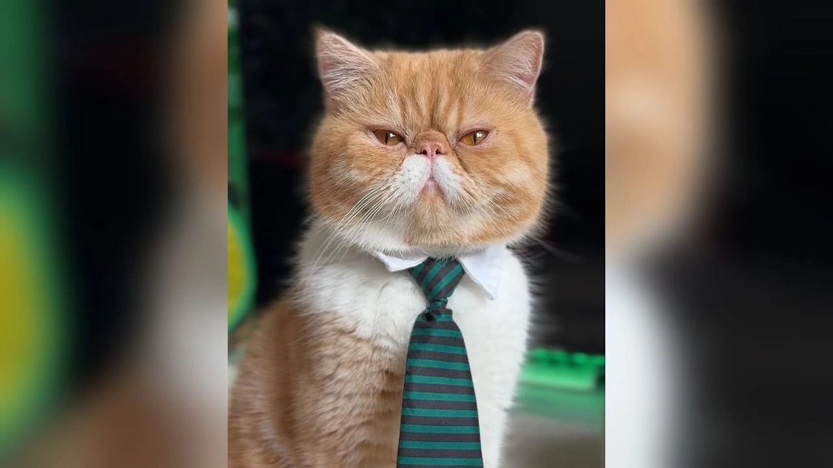 Кот Харитон: как кот предсказывает будущее и откуда у него этот дар? Фото © Instagram (признан экстремистской организацией и запрещён на территории Российской Федерации) / hariton.cat