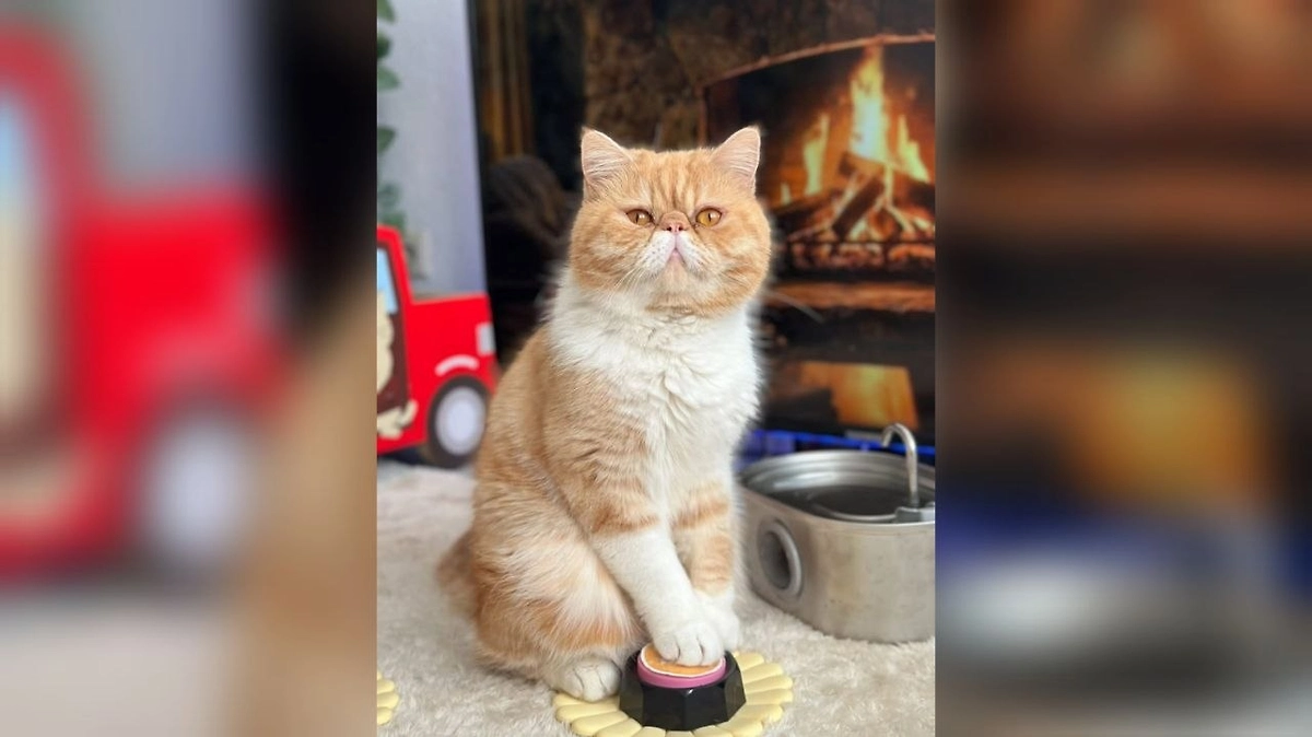 Кот Харитон: как рыжий провидец делает свои предсказания? Фото © Instagram (признан экстремистской организацией и запрещён на территории Российской Федерации) / hariton.cat