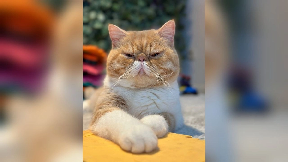 Про прочества кота Харитона: настанет ли конец света и что ещё спрашивают фанаты? Фото © Instagram (признан экстремистской организацией и запрещён на территории Российской Федерации) / hariton.cat