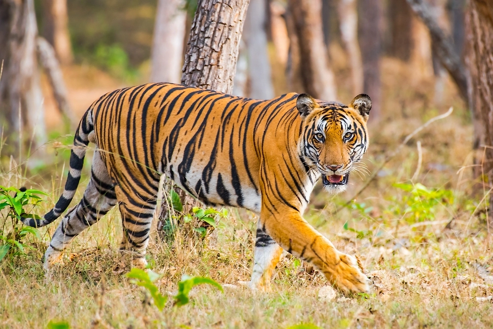 Обложка © Shutterstock / FOTODOM / Subair Cheerathodi