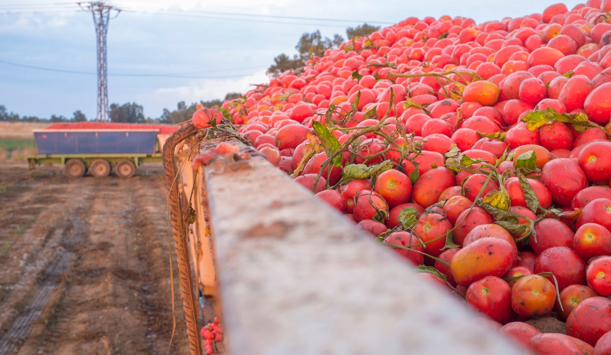 Обложка © Shutterstock / FOTODOM / Cavan-Images
