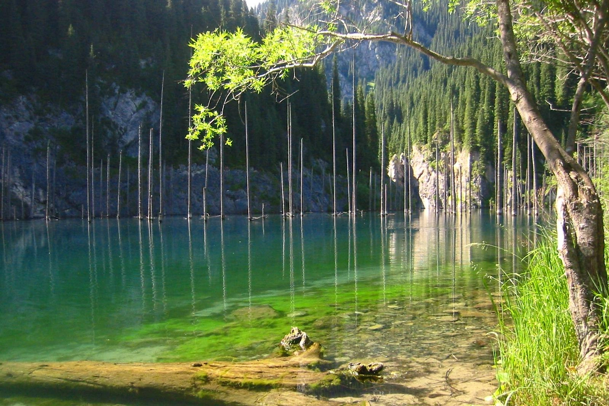 Озеро Каинды: затопленный лес в горах Казахстана. Фото © Wikipedia / Jonas Satkauskas.