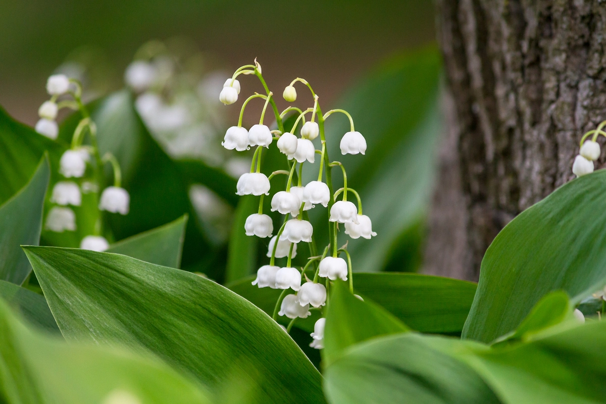 Топ-5 растений и сорняков, которые нельзя трогать: опасен ли ландыш? Фото © Shutterstock / FOTODOM / rustamank