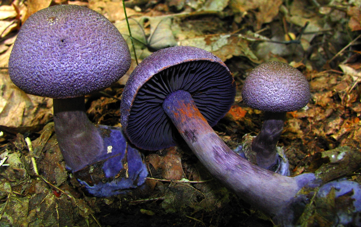 Паутинник фиолетовый — гриб, который нельзя рвать. Фото © Wikipedia / Dan Molter (shroomydan)