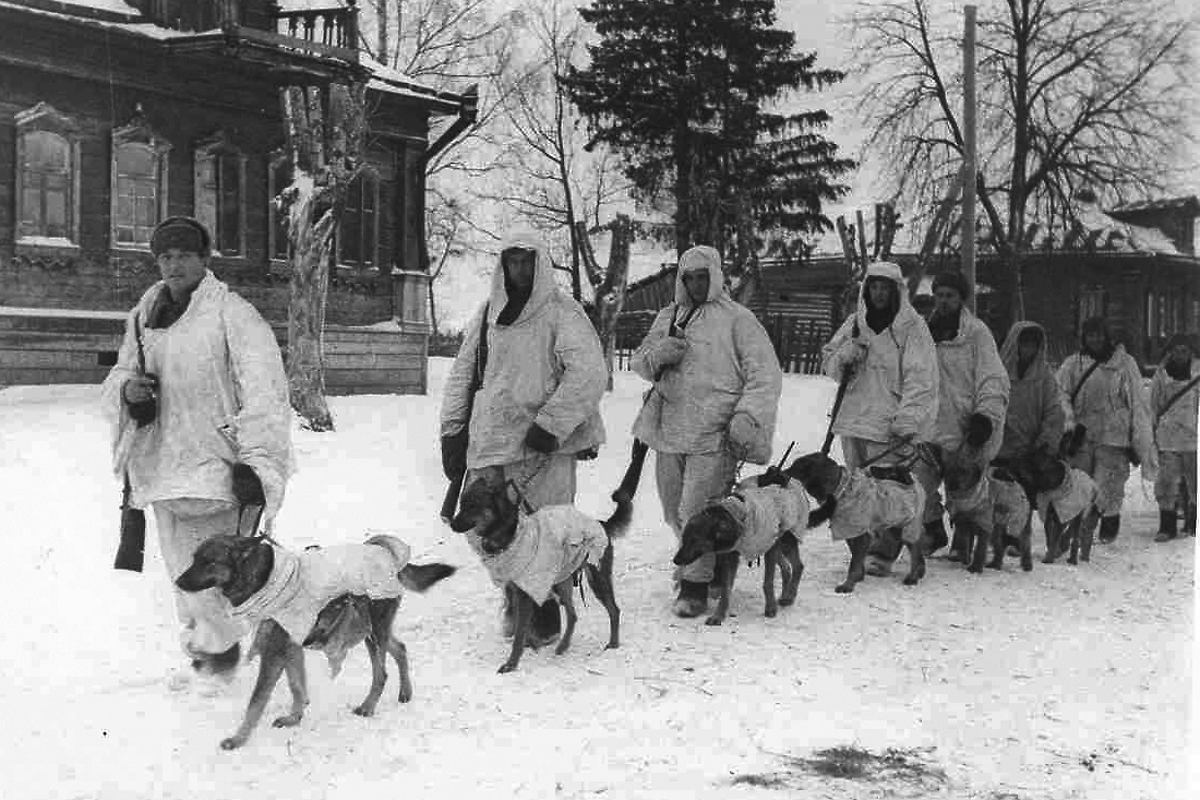 Собаки, кошки и верблюды на войне: подвиги животных в годы ВОВ. Фото © Wikipedia / Борис Эйберг