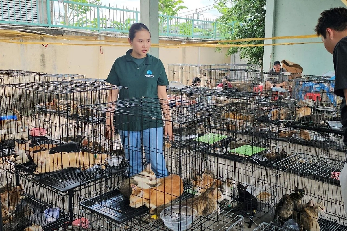 Вьетнамская полиция спасла сотни кошек, украденных преступной группировкой ради мяса. Фото © Х / Luis Gabriel Velázquez