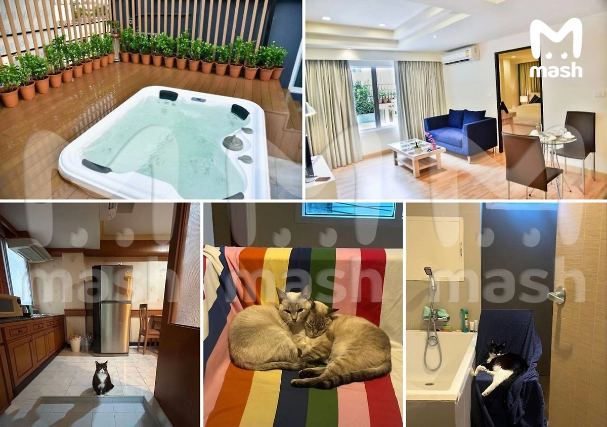 Интерьер гостиницы и пожилые коты шаманки из Краснодара. Фото © Telegram / Mash