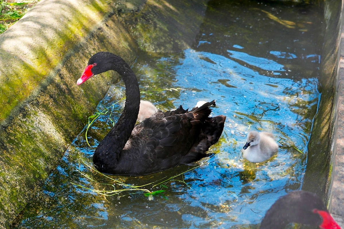Черные лебеди. Фото © Пресс-служба Департамента культуры города Москвы