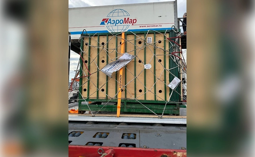 Спасённую в Приморье медведицу Майку доставили в Москву. Фото © Telegram / Парк львов ЗЕМЛЯ ПРАЙДА