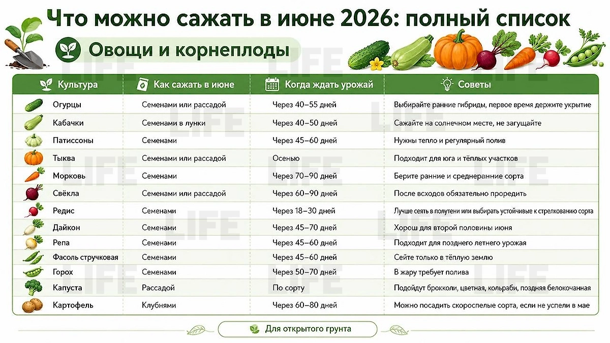 Что сажать в июне 2026: полный список культур для посадки в открытый грунт. Фото © ChatGPT / Софья Кузнецова