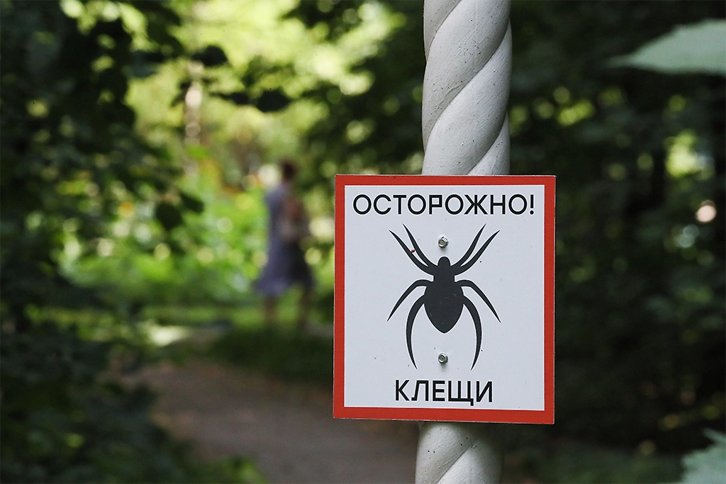 Где обитают клещи: мифы о клещах, в которые до сих пор верят. Фото © ТАСС / Владимир Гердо