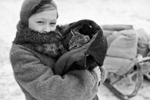 Сибирские кошки помогли сократить популяцию крыс в городе. Фото © VK / МУЗЕЙ КОШКИ