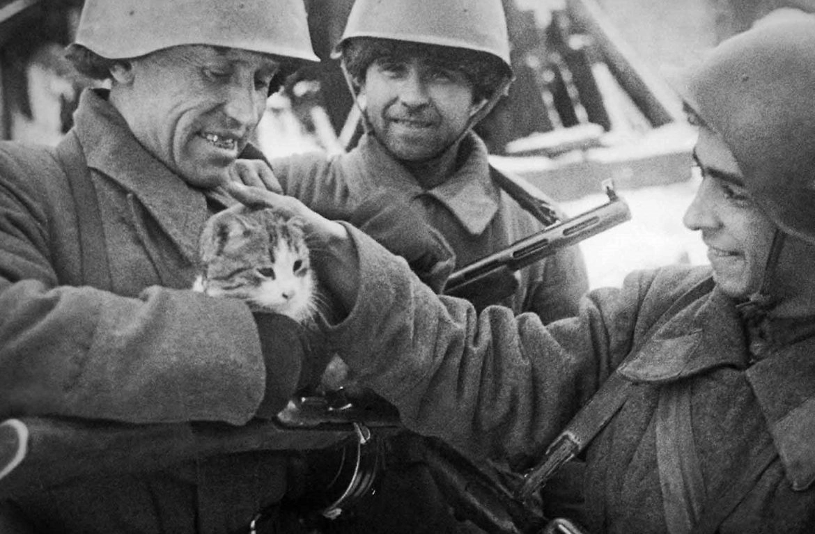 Первые эшелоны кошек прибыли в Ленинград из Ярославской области в 1943 году. Фото © VK / МУЗЕЙ КОШКИ