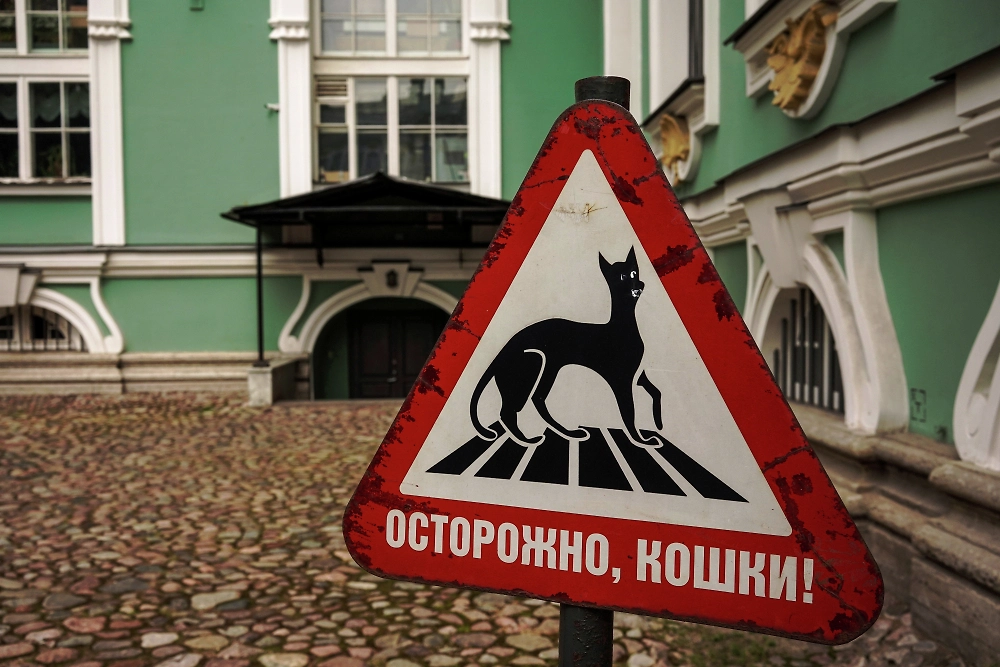 Эрмитажные коты продолжают многовековую традицию защиты музея от грызунов. Фото © РИА Новости / Алексей Даничев
