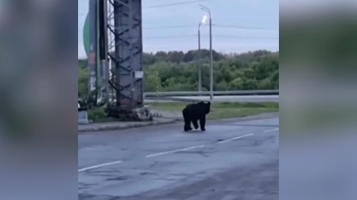 Обложка © VK / Инцидент Россия