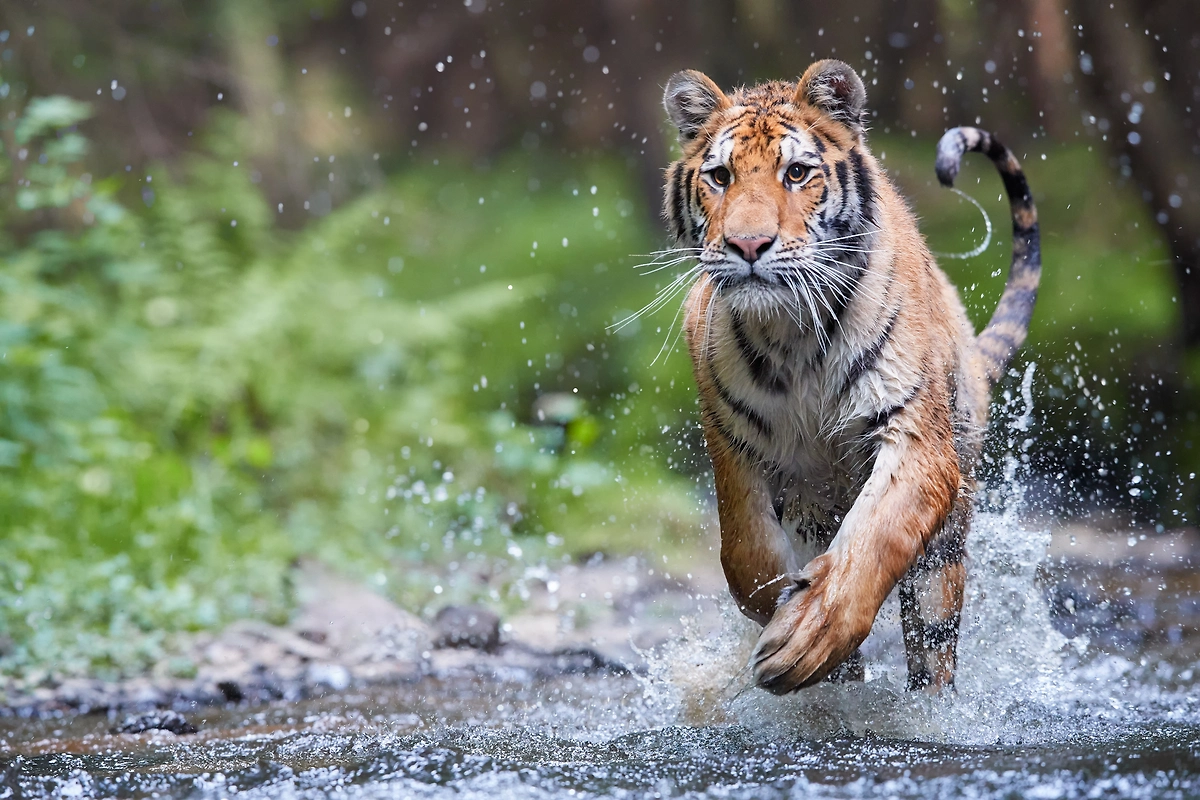 Обложка © Shutterstock / FOTODOM / Martin Mecnarowski