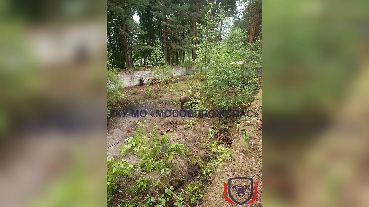 В Подмосковье спасли 12 диких кабанов, упавших в заброшенный бетонный бассейн. Фото © Telegram / ГКУ МО «Мособлпожспас»
