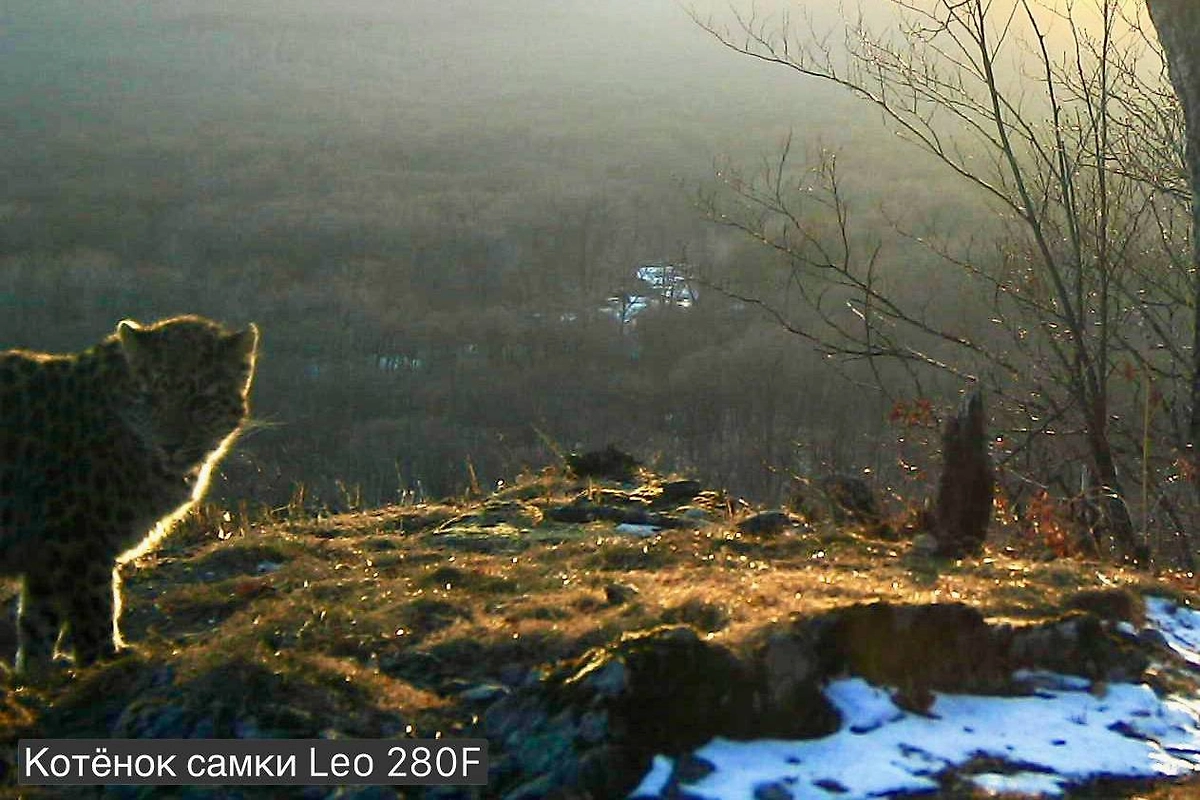 Котёнок самки Leo280F. Фото © Telegram / «Земля леопарда» — дирекция заповедников