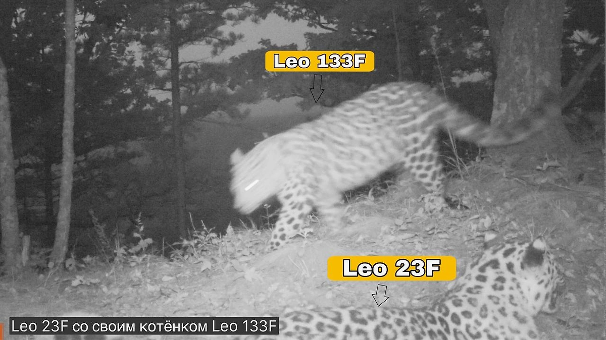 Leo 23F с Leo 133F. Фото © Telegram / «Земля леопарда» — дирекция заповедников