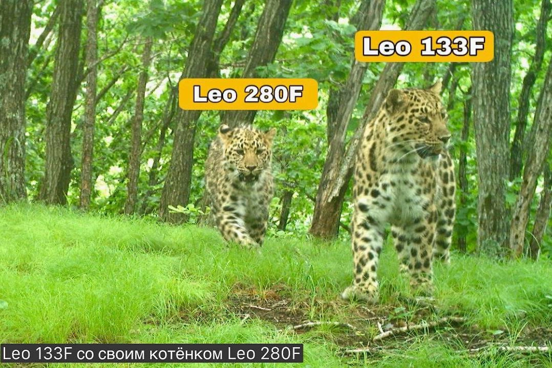 Leo 133F с котёнком. Фото © Telegram / «Земля леопарда» — дирекция заповедников