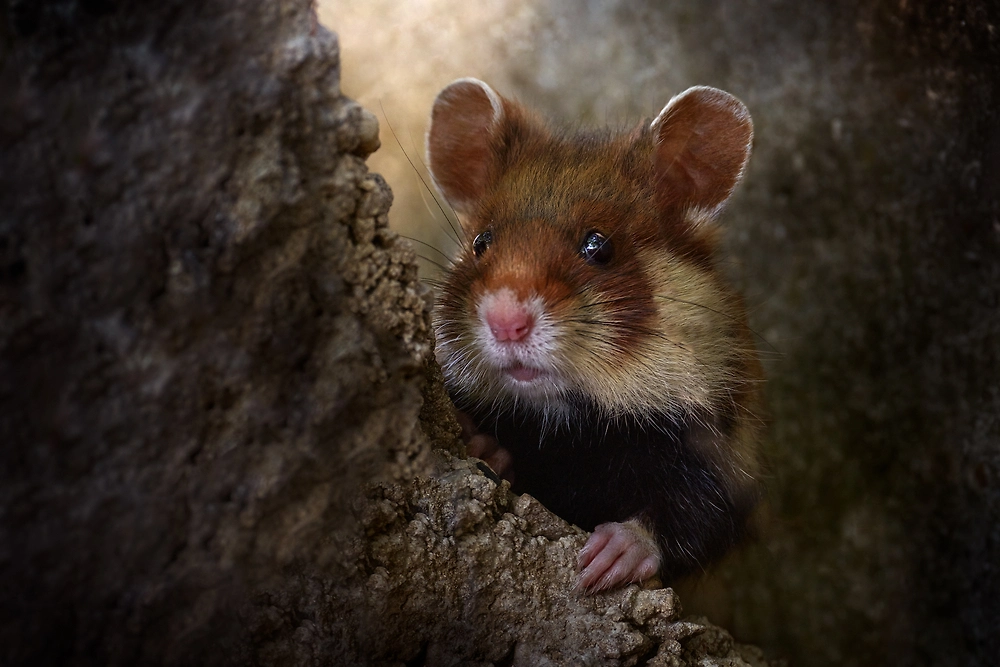 Обложка © Shutterstock / FOTODOM / Ondrej Prosicky