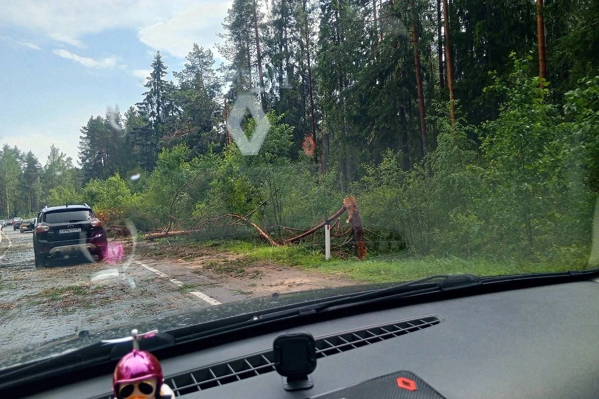 Обложка © Telegram / Тихвинская сорока