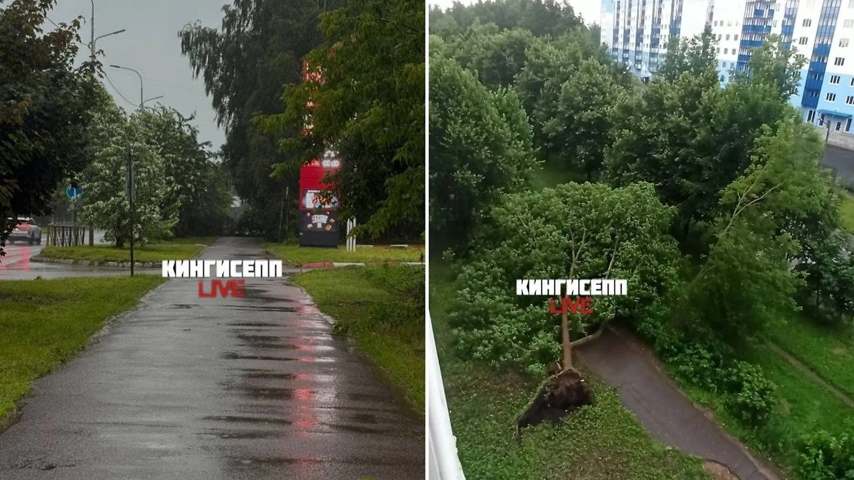В Кингисеппе повалило деревья. Обложка © Telegram / Кингисепп | Live