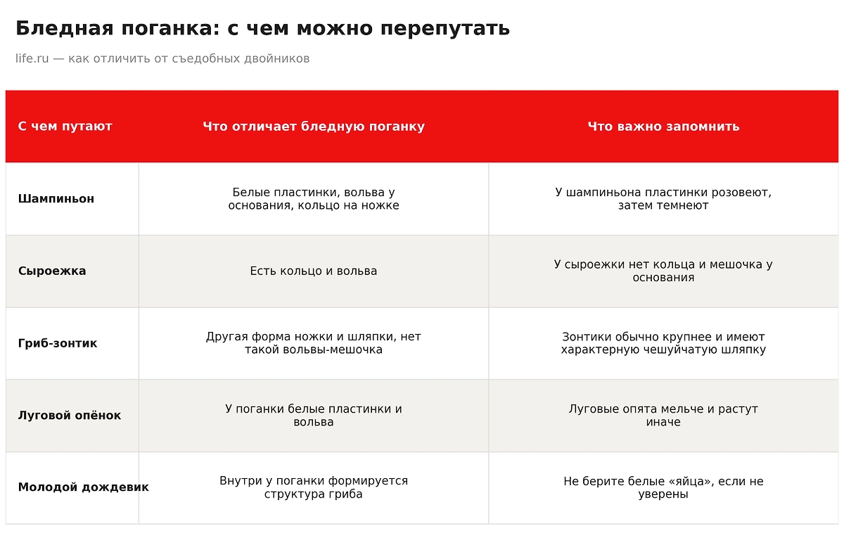 С чем можно перепутать бледную поганку. Инфографика Life.ru