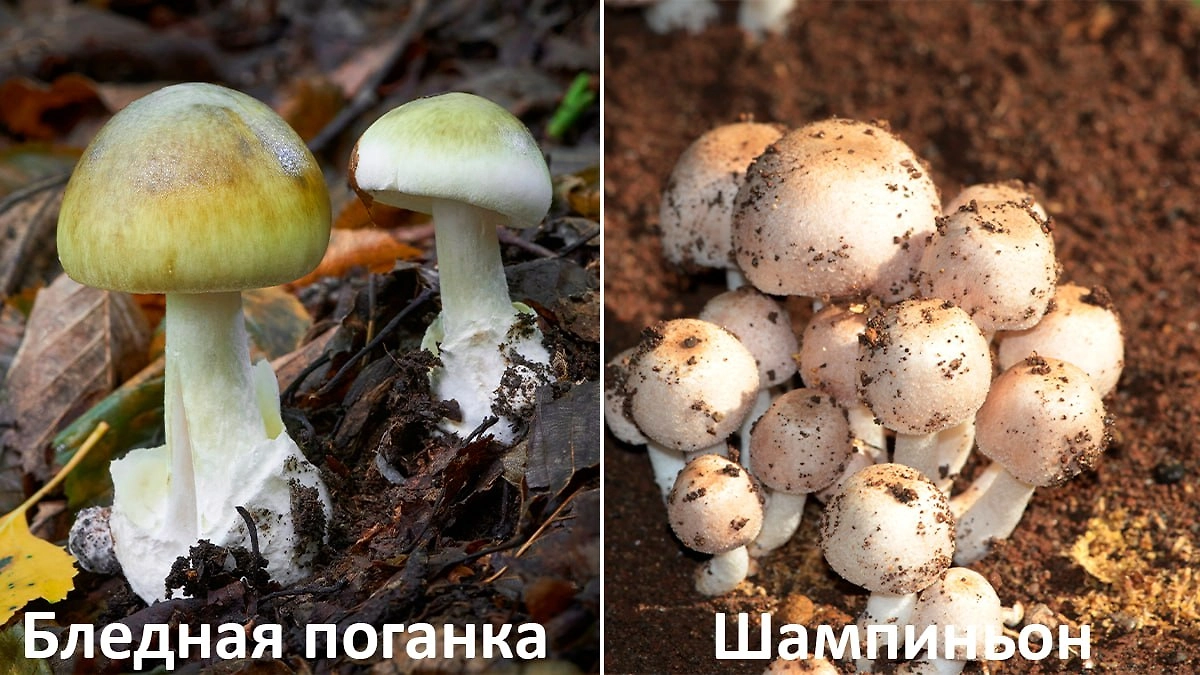 Как отличить бледную поганку от съедобного шампиньона. Фото (с) Shutterstock / FOTODOM /Adrian_am13, Padodo
