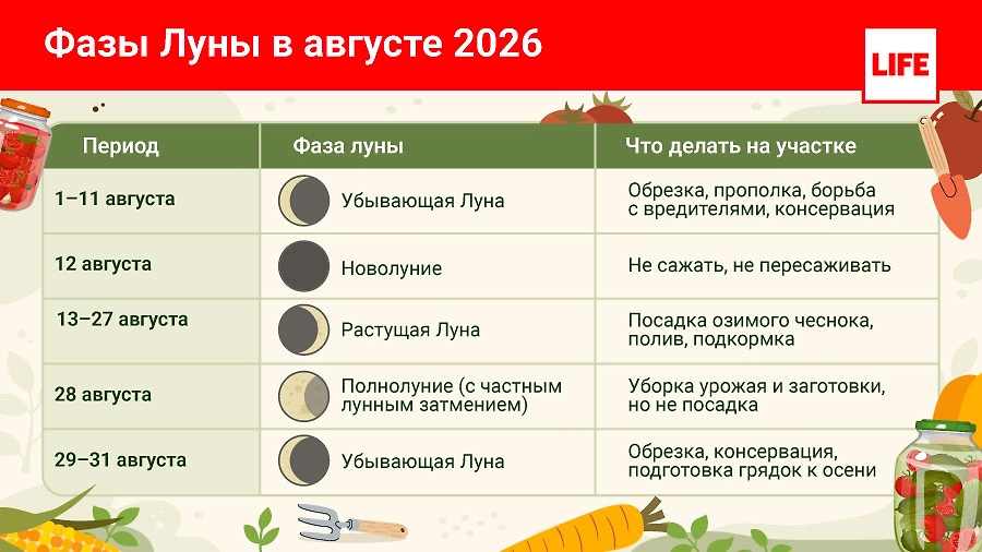Фазы Луны в августе 2026 для садоводов — таблица. Инфографика © Life.ru