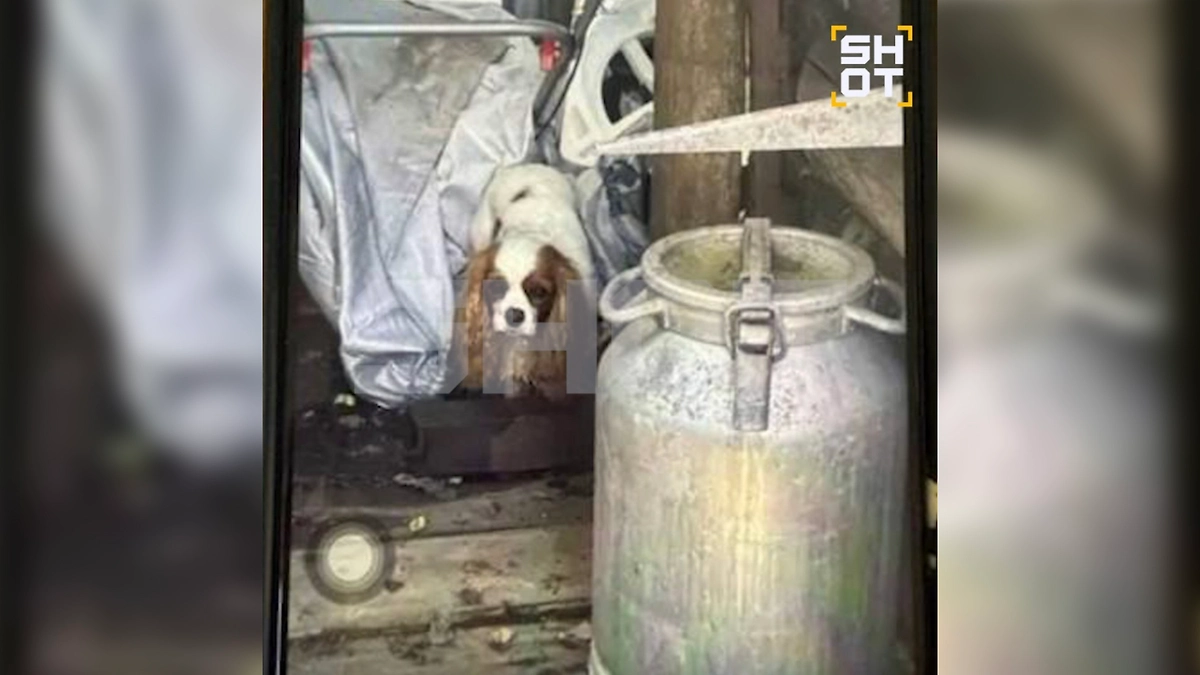  Испуганный спаниель сидел возле сарая. Фото © Telegram / SHOT