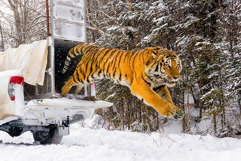 Насколько опасен амурский тигр для человека. Фото © ТАСС / Юрий Смитюк